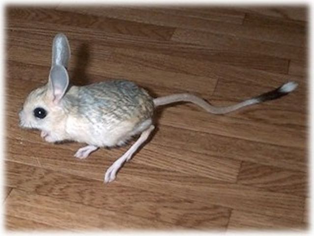 Animal of the day - Jerboa (21 pics + 2 videos)
