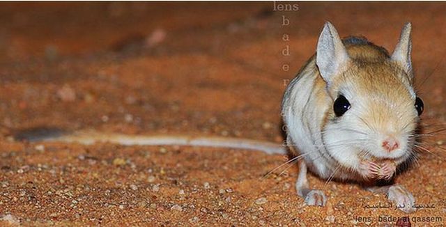 Animal of the day - Jerboa (21 pics + 2 videos)