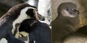 Curiosities and bonus pictures