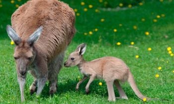 Curiosities and bonus pictures Curiosities and bonus pictures