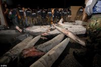 Curiosities and bonus pictures