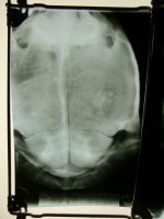 Curiosities and bonus pictures