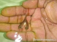 Curiosities and bonus pictures