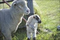 Curiosities and bonus pictures