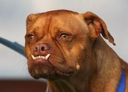 Curiosities and bonus pictures