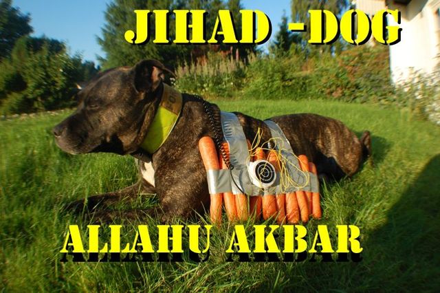 Pictures sent by users (40 pics)