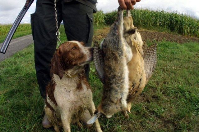 Pictures sent by users (40 pics)