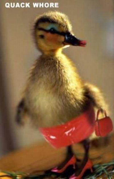 Daily picdump (102 pics)