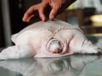 Curiosities and bonus pictures