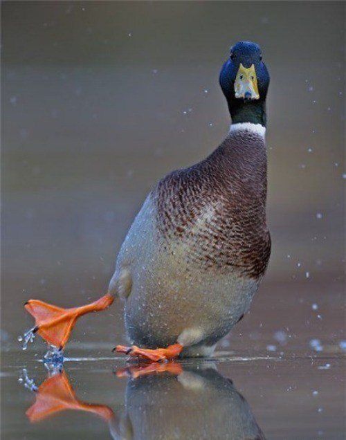 Shit happens. Part 2 (65 pics)