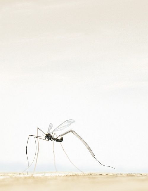 Beautiful works of Christopher Gilbert (120 pics)