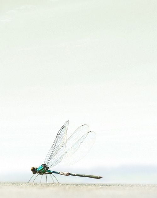 Beautiful works of Christopher Gilbert (120 pics)