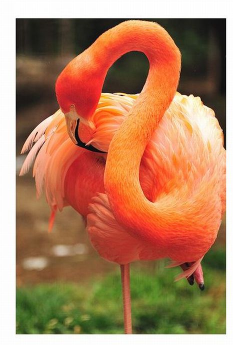 Pictures sent by users (53 pics)