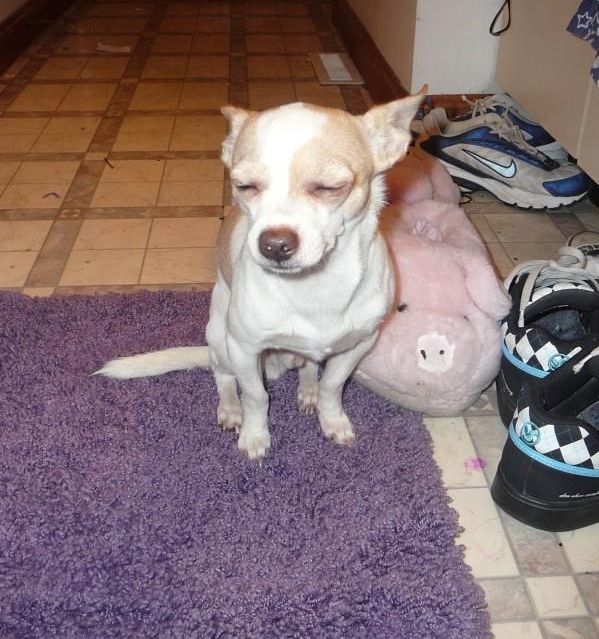 Pictures sent by users (53 pics)