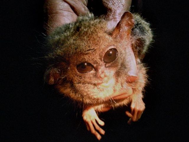 Only in Asia (145 pics)