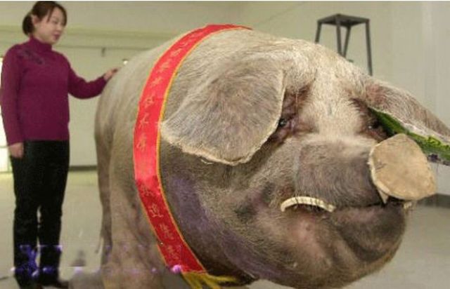 Only in Asia (145 pics)