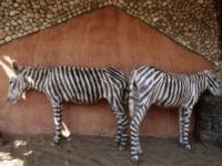 Curiosities and bonus pictures