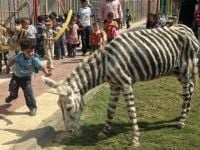 Curiosities and bonus pictures