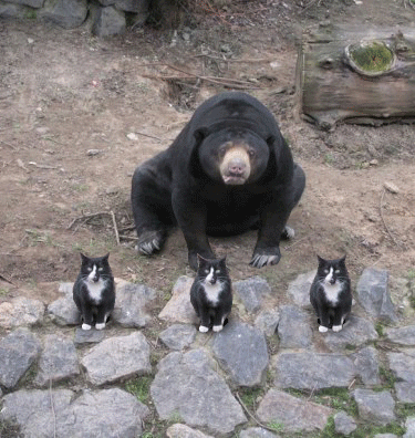 Curiosities and bonus pictures