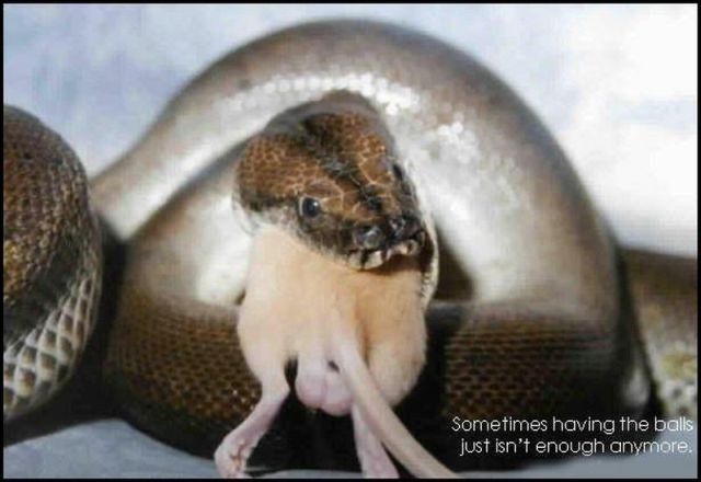 Daily picdump (118 pics)