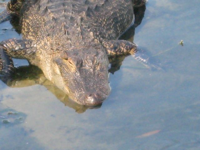 Pictures sent by users (52 pics)