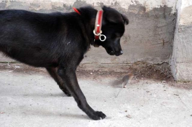 Funny Couple (17 pics)