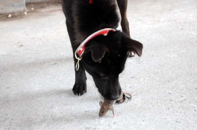 Funny Couple (17 pics)