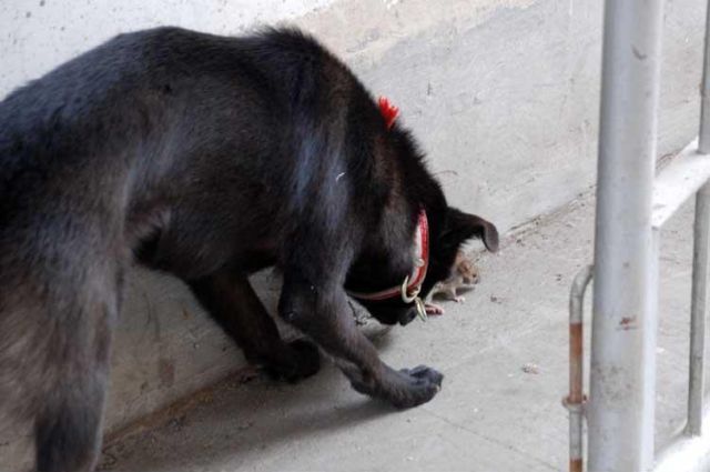 Funny Couple (17 pics)