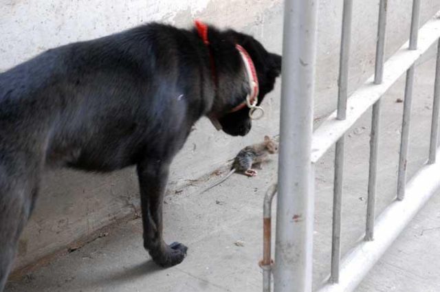 Funny Couple (17 pics)