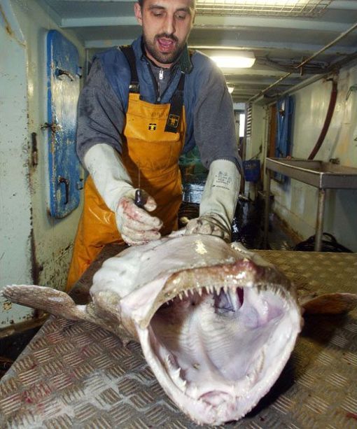 Daily picdump (118 pics)