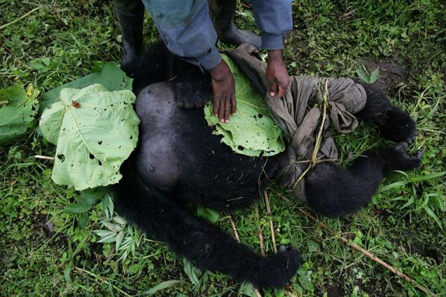 Life, death and money of mafia in the Congo (58 pics)