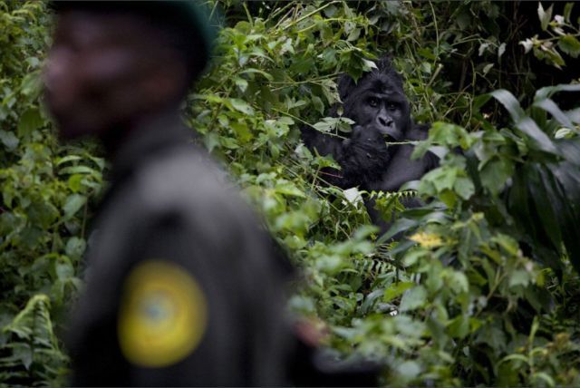 Life, death and money of mafia in the Congo (58 pics)