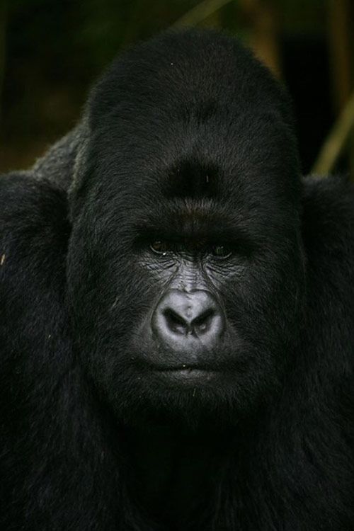 Life, death and money of mafia in the Congo (58 pics)