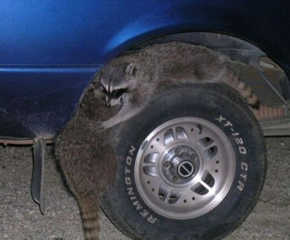 Daily picdump (82 pics)