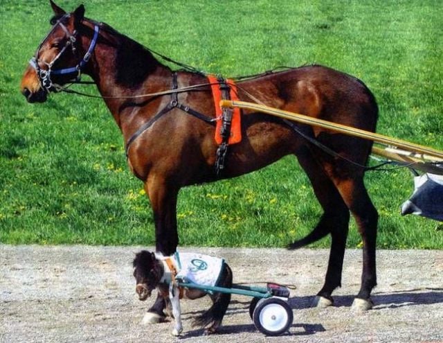 WTF Pictures Compilation. Part 2 (76 pics)