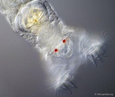 Curiosities and bonus pictures