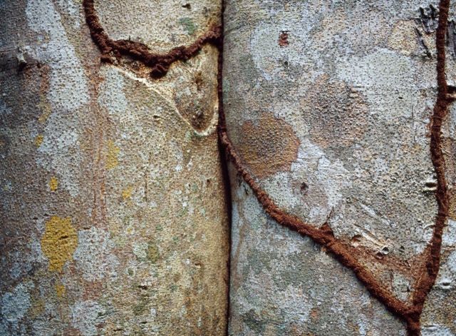 Beautiful Patterns in Nature from National Geographic. Part 2 (78 pics)