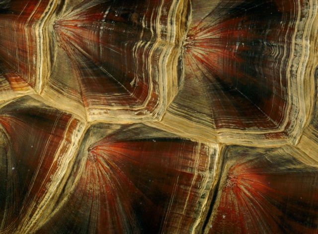 Beautiful Patterns in Nature from National Geographic. Part 2 (78 pics)