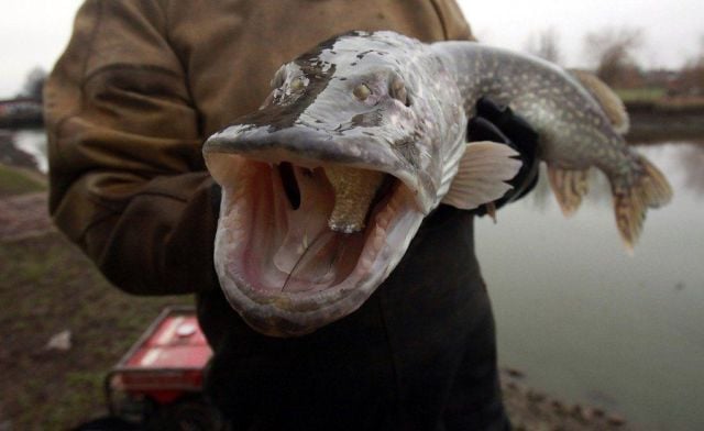 Daily picdump (173 pics)