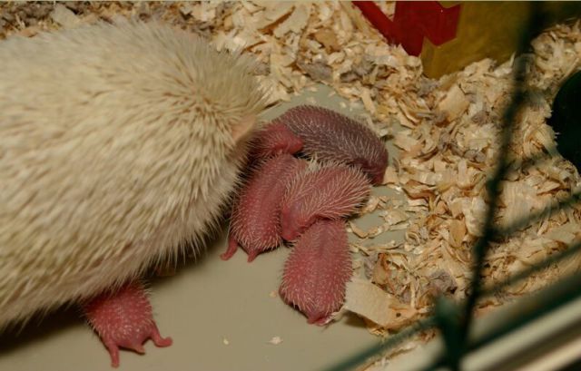 Newly Born Hedgehogs Are So Cute (52 pics)