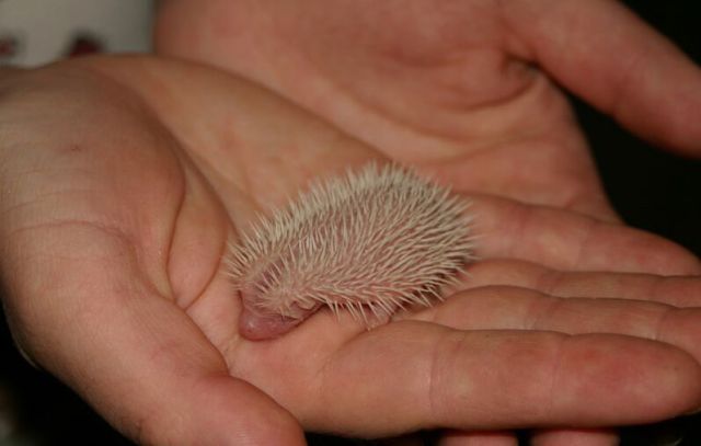 Newly Born Hedgehogs Are So Cute (52 pics)