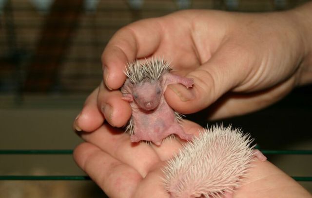 Newly Born Hedgehogs Are So Cute (52 pics)