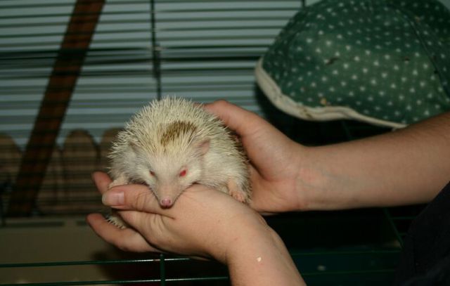 Newly Born Hedgehogs Are So Cute (52 pics)
