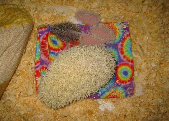 Newly Born Hedgehogs Are So Cute (52 pics)