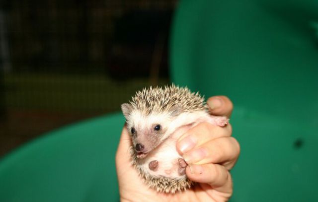 Newly Born Hedgehogs Are So Cute (52 pics)