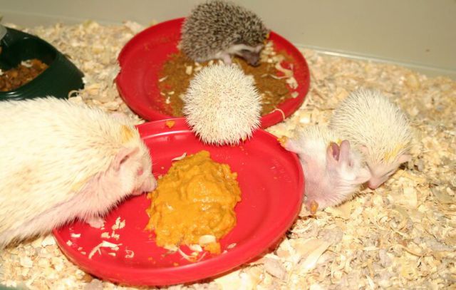 Newly Born Hedgehogs Are So Cute (52 pics)