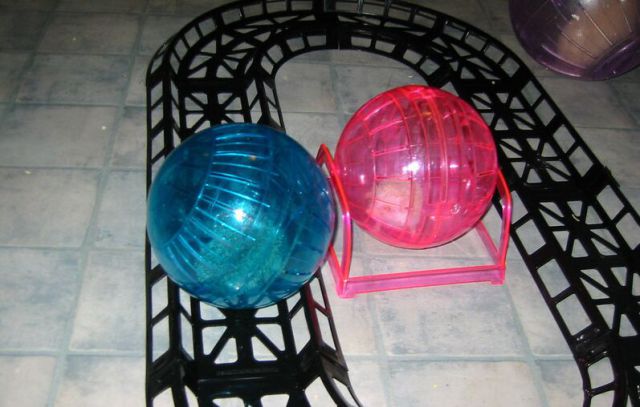 Newly Born Hedgehogs Are So Cute (52 pics)