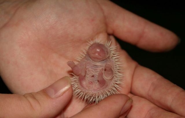 Newly Born Hedgehogs Are So Cute (52 pics)