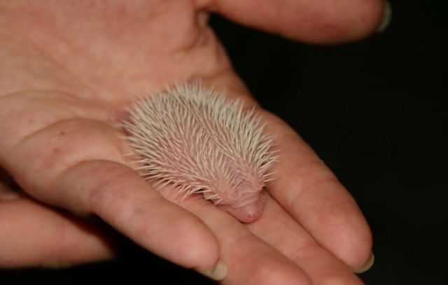 Newly Born Hedgehogs Are So Cute (52 pics)