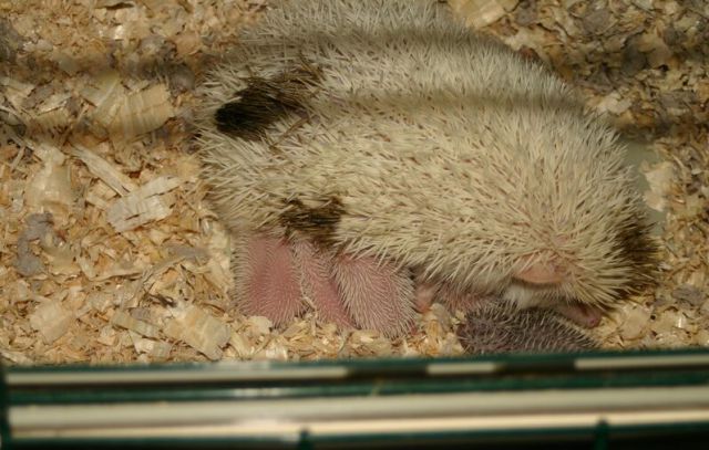 Newly Born Hedgehogs Are So Cute (52 pics)